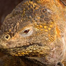 The Galapagos